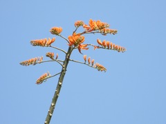 Erythrina poeppigiana image