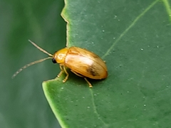 Monolepta