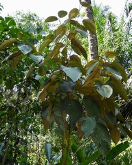 Miconia caudata