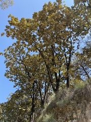 Quercus resinosa