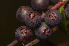 Vaccinium meridionale