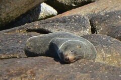 Arctocephalus forsteri