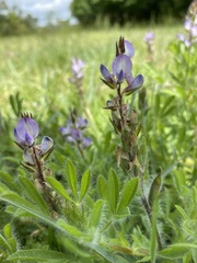 Lupinus bracteolaris