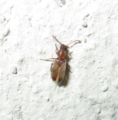 Anthicidae
