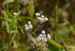 Trachyspermum roxburghianum