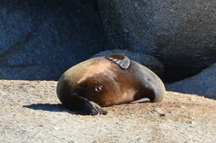 Arctocephalus