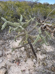 Cylindropuntia cholla