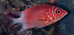 Sargocentron caudimaculatum