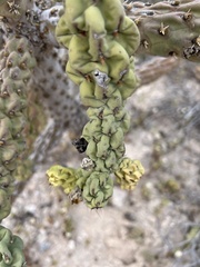 Cylindropuntia cholla