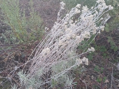 Pseudognaphalium beneolens