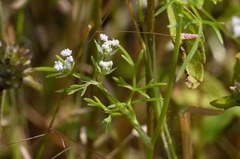 Trachyspermum roxburghianum