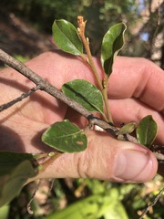 Petalostigma pubescens