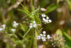 Trachyspermum roxburghianum