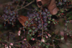 Vaccinium meridionale