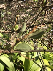 Petalostigma pubescens