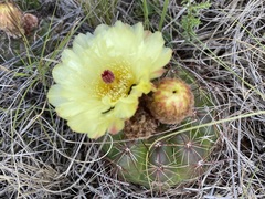 Parodia ottonis