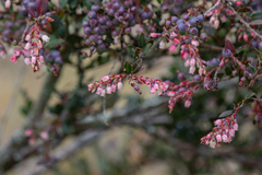 Vaccinium meridionale