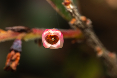 Vaccinium meridionale