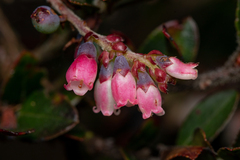 Vaccinium meridionale
