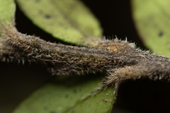 Vaccinium meridionale