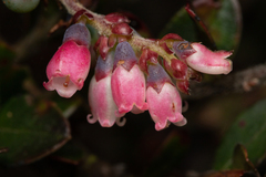 Vaccinium meridionale