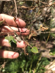Petalostigma pubescens