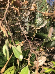 Petalostigma pubescens