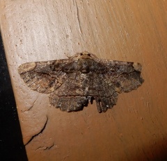 Dasyboarmia delineata