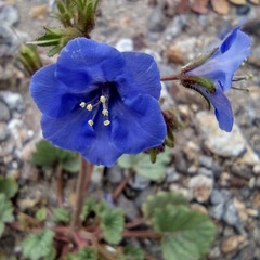 Phacelia campanularia campanularia