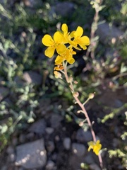 Physaria tenella