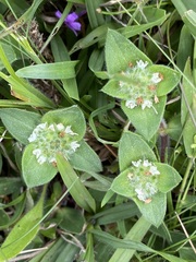 Richardia humistrata