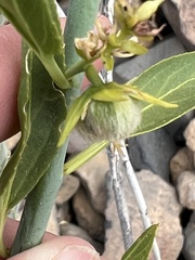 Ditaxis brandegeei