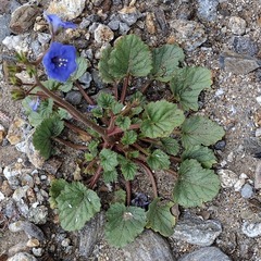 Phacelia campanularia campanularia