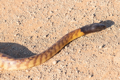 Aspidites melanocephalus