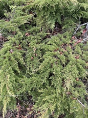 Juniperus maritima