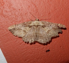 Dasyboarmia delineata