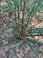 Pandanaceae