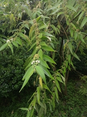 Callicarpa pilosissima