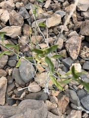 Ditaxis brandegeei