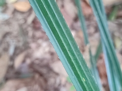Pandanaceae