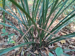 Pandanaceae