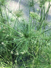 Cyperus prolifer
