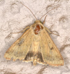 Heliothis peltigera