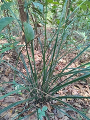Pandanaceae