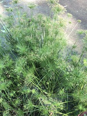 Cyperus prolifer