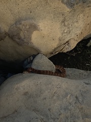Crotalus pyrrhus