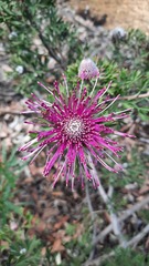 Isopogon