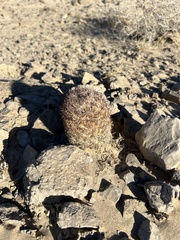 Escobaria chlorantha