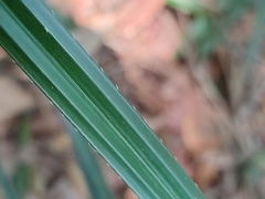 Pandanaceae