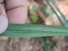 Pandanaceae